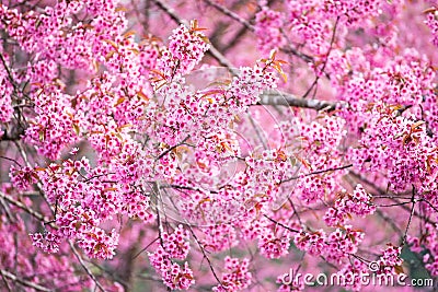 Beautiful pink cherry blossom soft focus.Vivid color of Cherry B Stock Photo