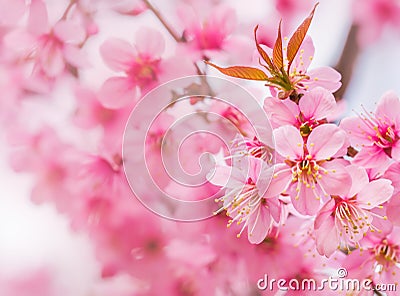 Beautiful pink cherry blossom Stock Photo