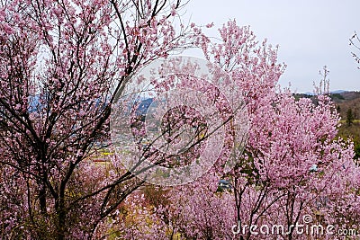 Beautiful pink cherry blossoms on the hill,Hanamiyama Park,Fukushima,Tohoku,Japan. Stock Photo