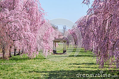 Beautiful Pink Cherry Blossoms with Trees in Full Bloom and No People in Fairmount Park, Philadelphia, Pennsylvania, USA Stock Photo