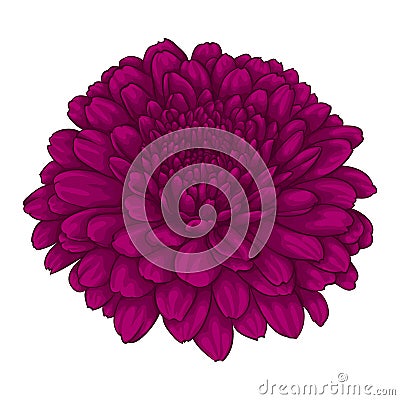 Beautiful pink chrysanthemum flower. effect watercolor isolated on white background. Vector Illustration