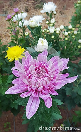 Beautiful pink chrysanthemum. Stock Photo