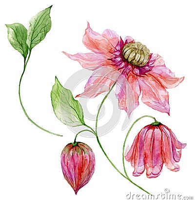 Beautiful pink clematis on a stem. Floral set flower, leaves on climbing twig, boll. Isolated on white background. Cartoon Illustration