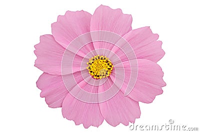 Beautiful pink cosmos flower isolated on white background with clipping path Stock Photo