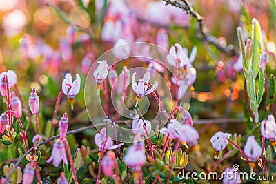 A beautiful pink cranberry flowers in a natural habitat of swamp. Spring scenery of wetlands Stock Photo