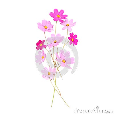 Beautiful pink cute flowers isolated on a white background Stock Photo