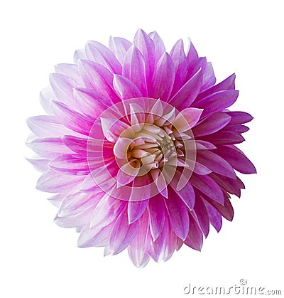 Beautiful pink dahlia Dahlia. Dahlia flower. Dahlias isolated on Stock Photo