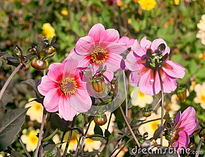 Beautiful pink dahlias Stock Photo