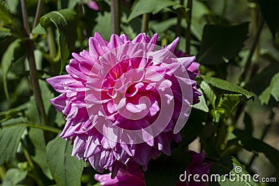 A beautiful pink Dalia flower Stock Photo