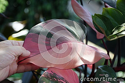 Beautiful pink and dark green variegated leaf of Philodendron Pink Princess, a popular houseplant Stock Photo