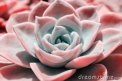 Beautiful pink echeveria cactus close-up macro soft focus Stock Photo