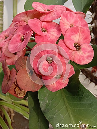 beautiful pink euphorbia flowers Stock Photo