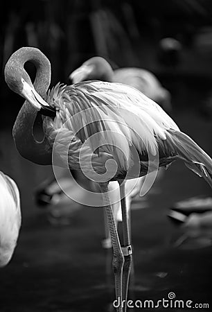 Beautiful pink flamingo. Flock of Pink flamingos in a pond. Flamingos or flamingoes are a type of wading bird in the Stock Photo