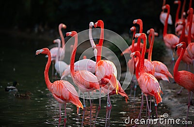 Beautiful pink flamingo. Flock of Pink flamingos in a pond. Flamingos or flamingoes are a type of wading bird in the Stock Photo