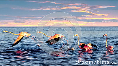 Beautiful pink flamingos in a blue sea lagoon at sunset. Mexico. Celestun. Wild nature. Stock Photo