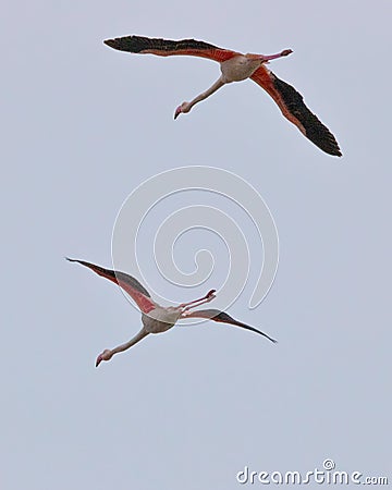 Beautiful pink flamingos with wings spread flying in Porto Lagos, Xanthi, Greece Stock Photo