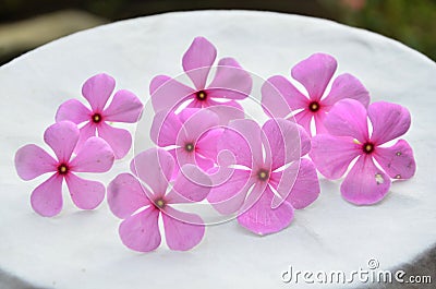 Beautiful Pink Fllowers in the white background Stock Photo