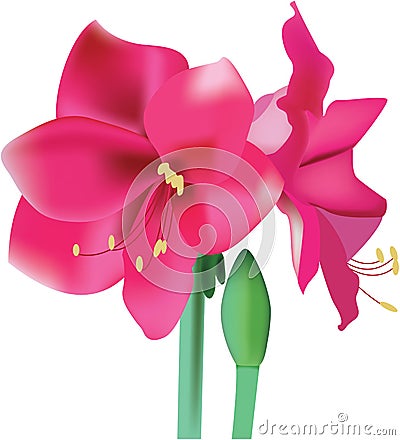 Beautiful pink flower amaryllis Vector Illustration