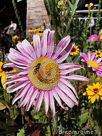 Beautiful pink flower with bee under sunshine day Stock Photo
