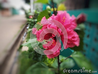 wasp flower Stock Photo