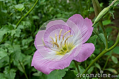 Beautiful pink flower with a green background - evening primrose Stock Photo