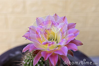 A beautiful pink flower on a green echinopsis spachiana cactus Stock Photo