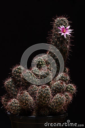Beautiful pink flower of mammillaria beneckei cactus Stock Photo