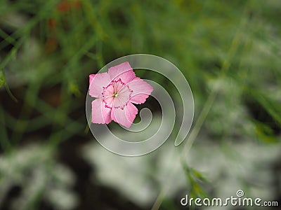 Nature shows pink Pentagon Stock Photo