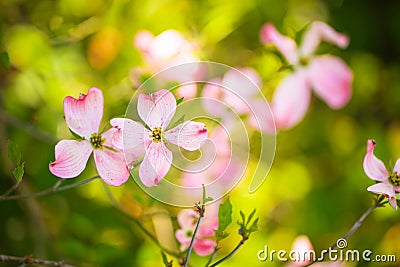 Beautiful pink flowering dogwood blossoms Stock Photo