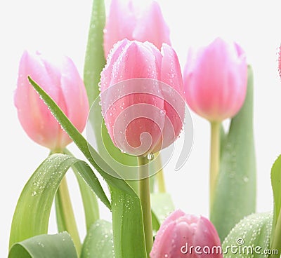 Beautiful pink flowers Stock Photo