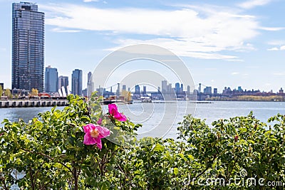 Beautiful Pink Flowers along the East River at Hunters Point South Park during Spring in Long Island City Queens Stock Photo