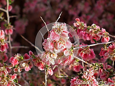 Atraphaxis spinosa flower Stock Photo