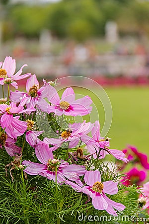 Beautiful pink flowers with blurry trees and garden as background Stock Photo