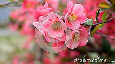 pink flowers with buds bloomed on a bush in early spring Stock Photo