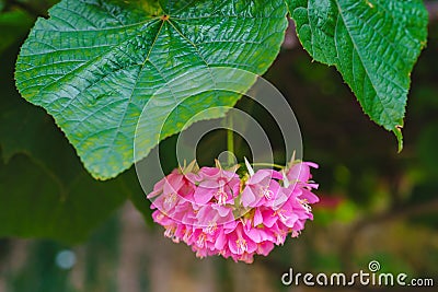 Beautiful pink flowers of a Dombeya wallichii flowering shrub of the family Malvaceae, tropical hydrangea Stock Photo