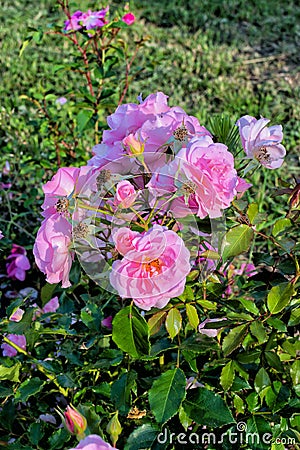 Beautiful pink flowers with green foliage. Garden roses. Unusual background. Stock Photo