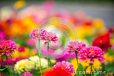 Beautiful pink flowers on green grass background. Stock Photo