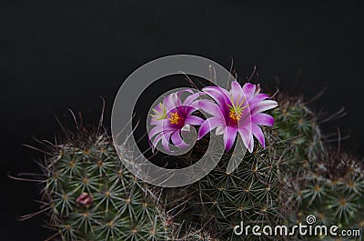 Beautiful pink flowers of Mammillaria Beneckei cactus on black background Stock Photo