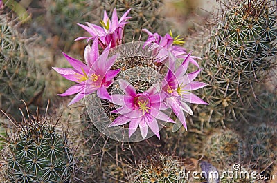 Beautiful pink flowers of Mammillaria Beneckei cactus Stock Photo