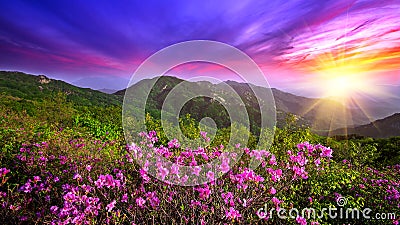 Beautiful pink flowers on mountains at sunset, Hwangmaesan mountain in Korea Stock Photo