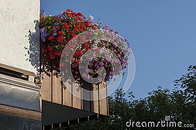 Beautiful pink flowers pelargonium blooming in the balcony, Cortina D`Ampezzo, Dolomites, Alps, Veneto Stock Photo