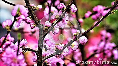 Sakura Blossoms in the Gardens by the Bay Stock Photo