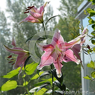 Beautiful pink flowers with white edges of lily. Balcony greening with blooming plants Stock Photo