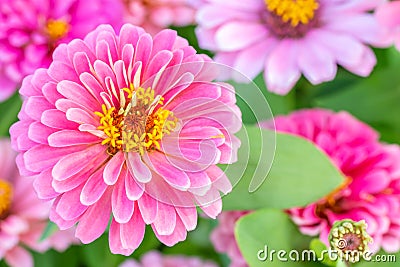 Beautiful pink zinnia flower Stock Photo