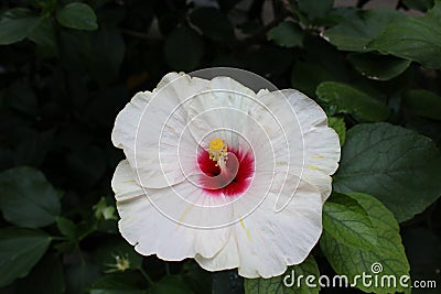 Beautiful white flower. Garden culture. Stock Photo