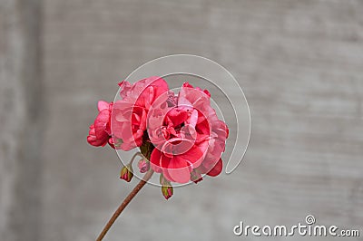 Flowered geranium of a beautiful pink color with flowers of different sizes, on a textured background. Stock Photo