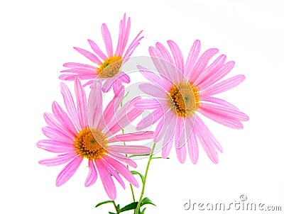 Beautiful pink gerbera daisies Stock Photo