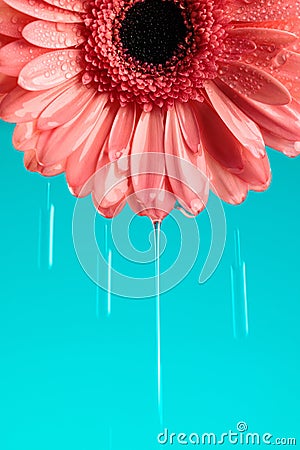 beautiful pink gerbera daisy flower with waterdroplets dropping Stock Photo