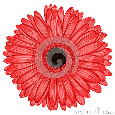 Beautiful pink gerbera isolated on white background . Stock Photo