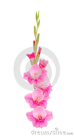 Beautiful pink gladiolus flower. Blank of congratulatory card Stock Photo